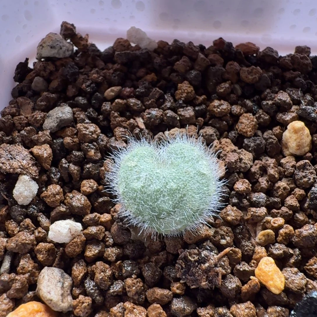 全毛爱心999 仙人掌