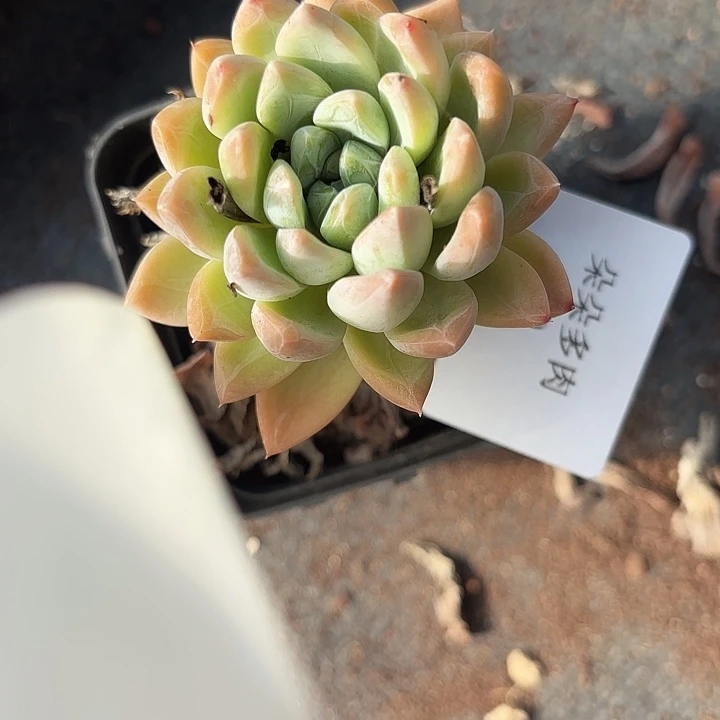 战后90呀呀呀呀呀球赛