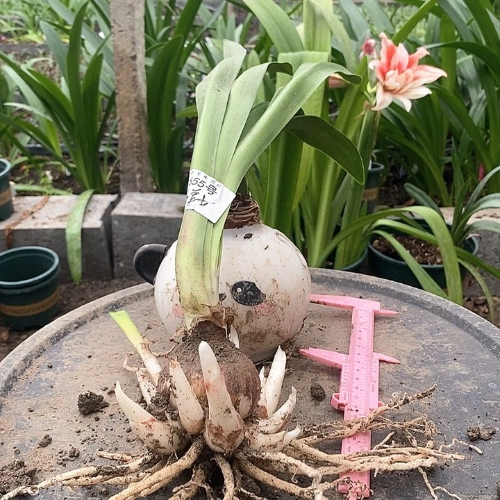 全部花朵气质美女5.5厘米坨坨655号