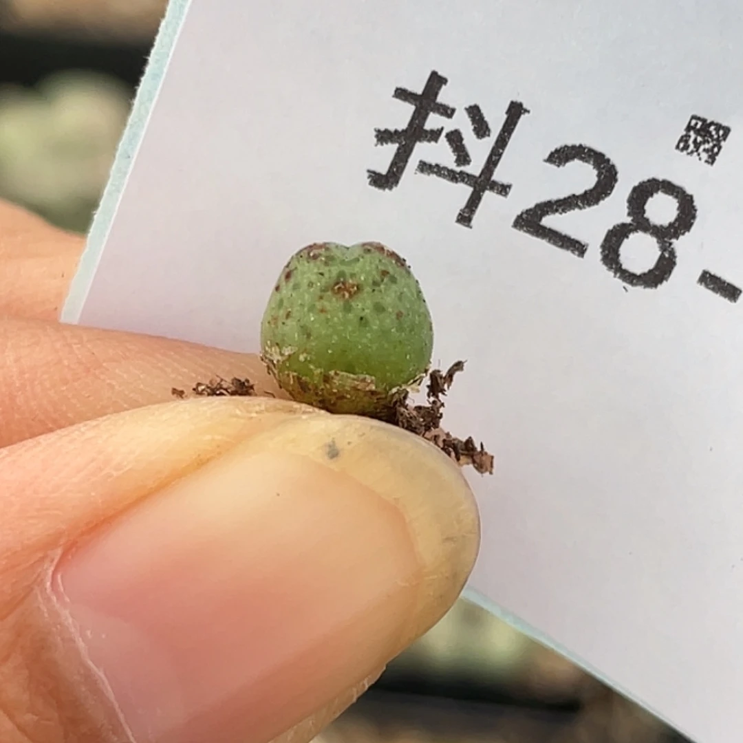 28-54猪蹄苗多肉植物