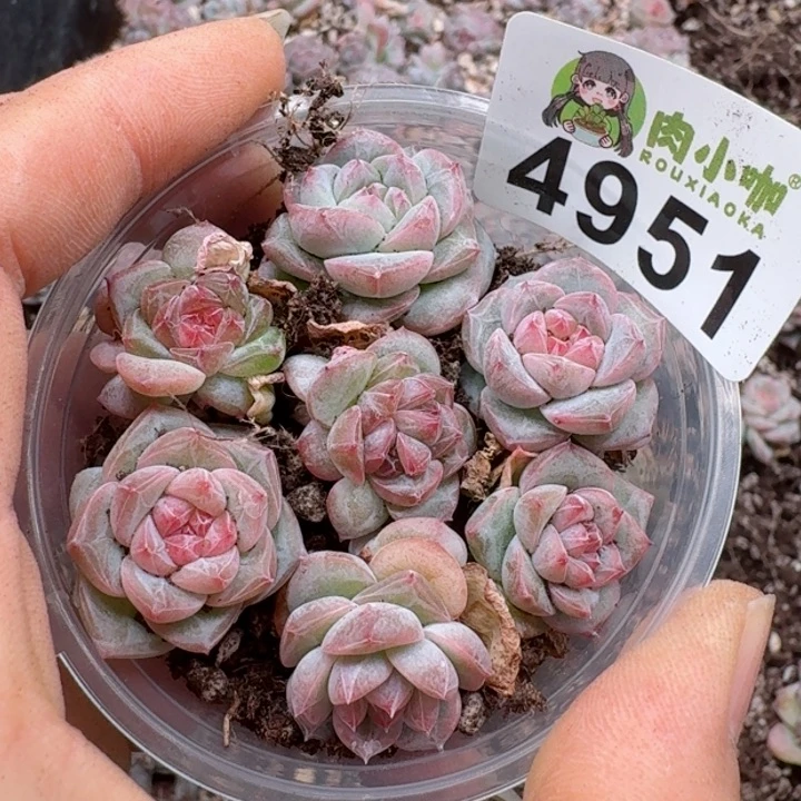 多肉植物多肉植物