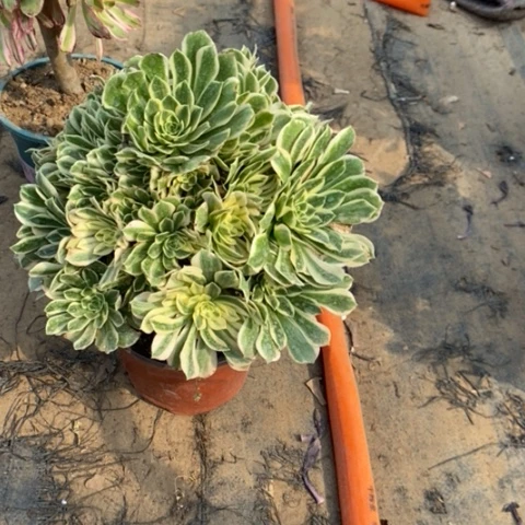 艳宁13多肉植物法师