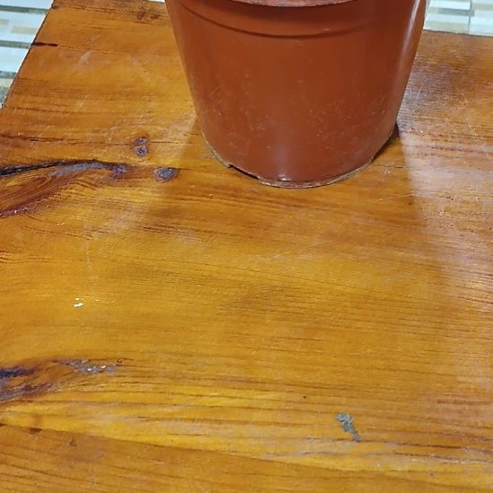 茶***生完全开放君子兰肥117