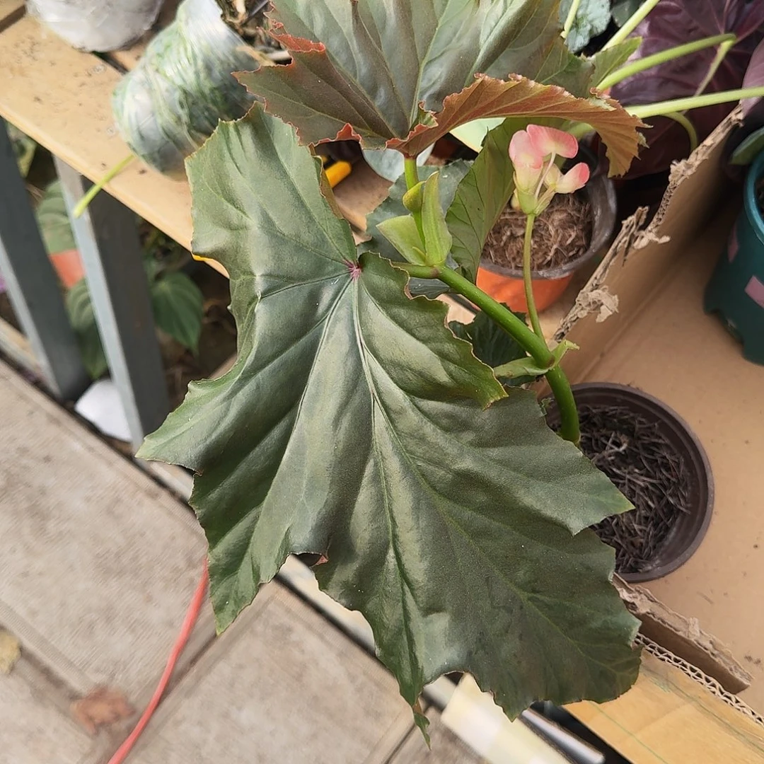 完全开放大容若无售后