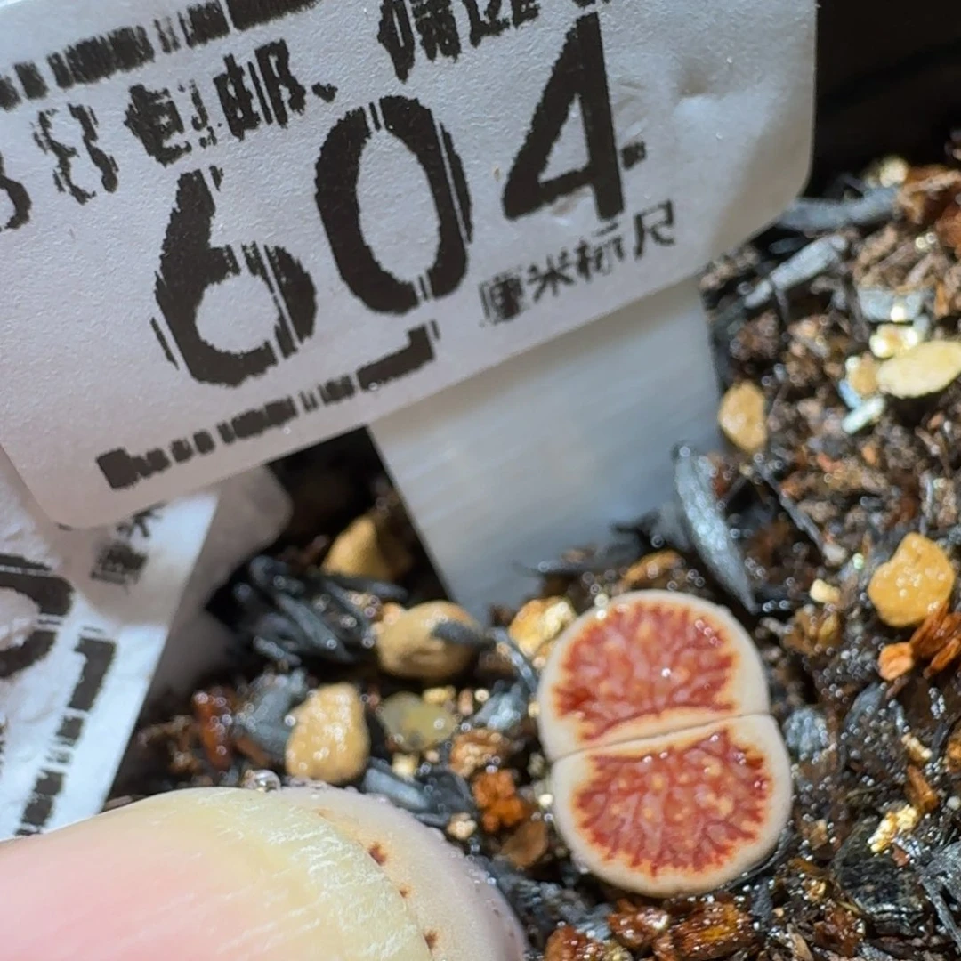 Ssss精品生石花604