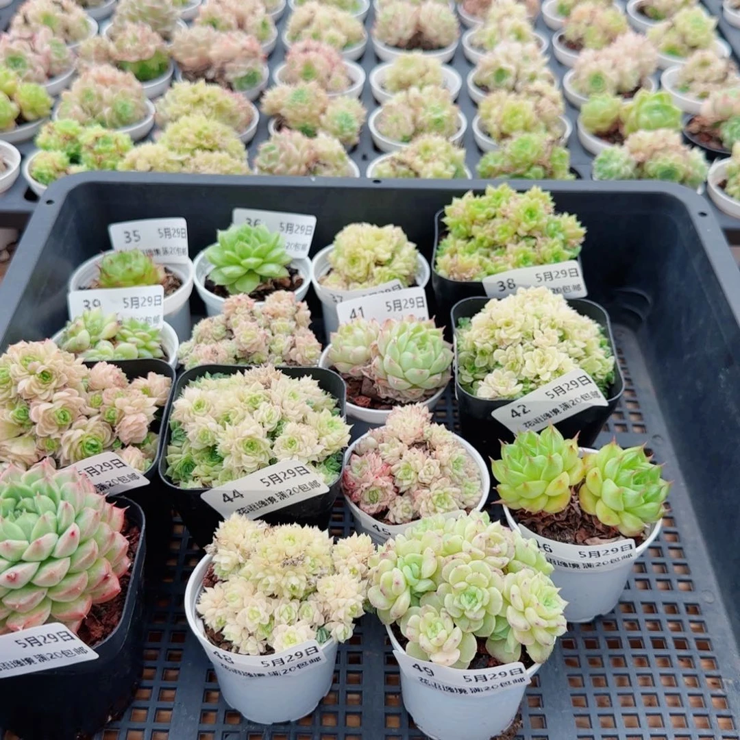 小*花语逸镜0529-44散