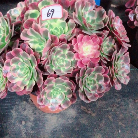 晚***。无花朵美杜莎法师多肉植物69号