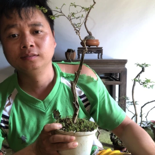无花朵盆景盆栽植物（不包成活率）