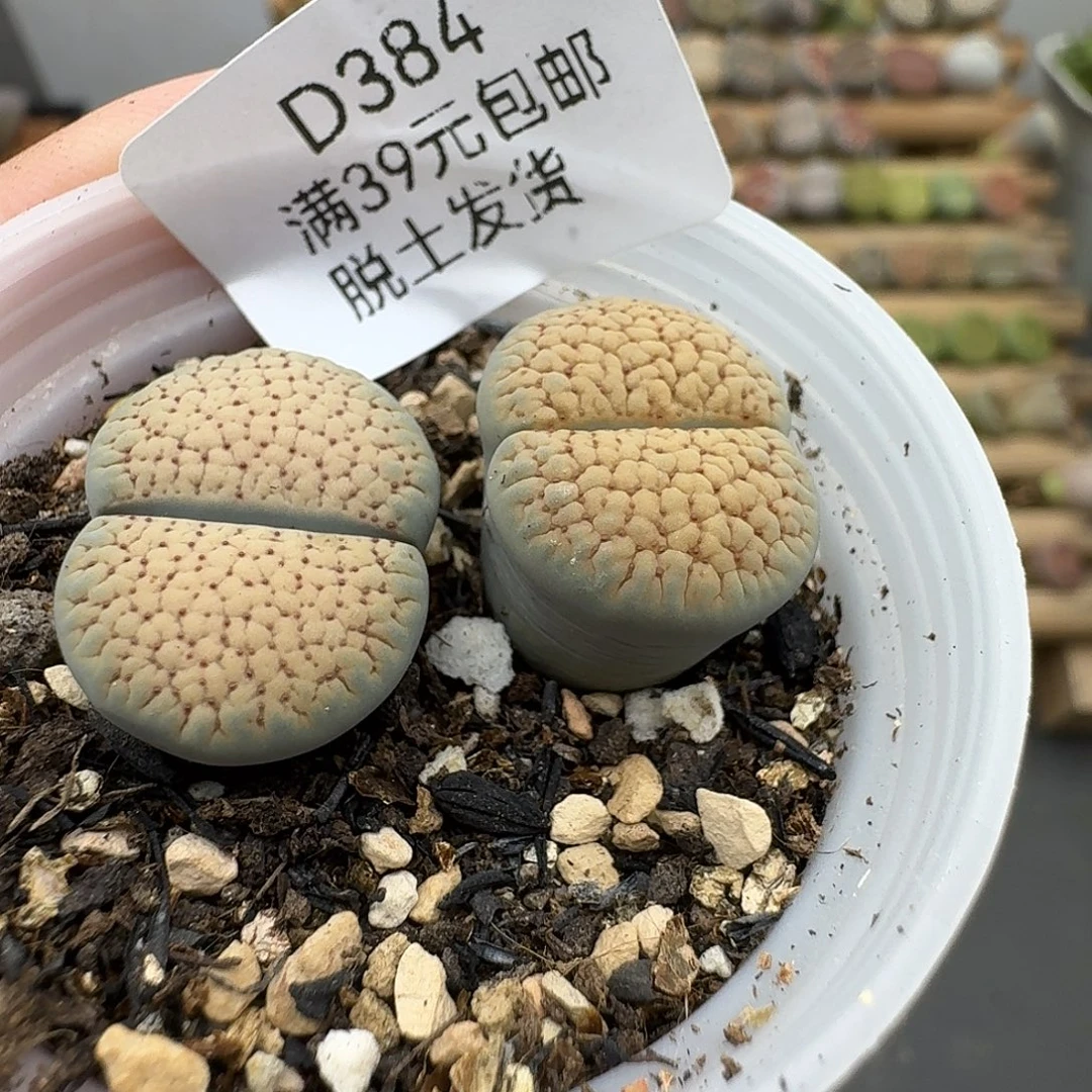 罗***麦384多肉哈哈哈哈哈哈哈