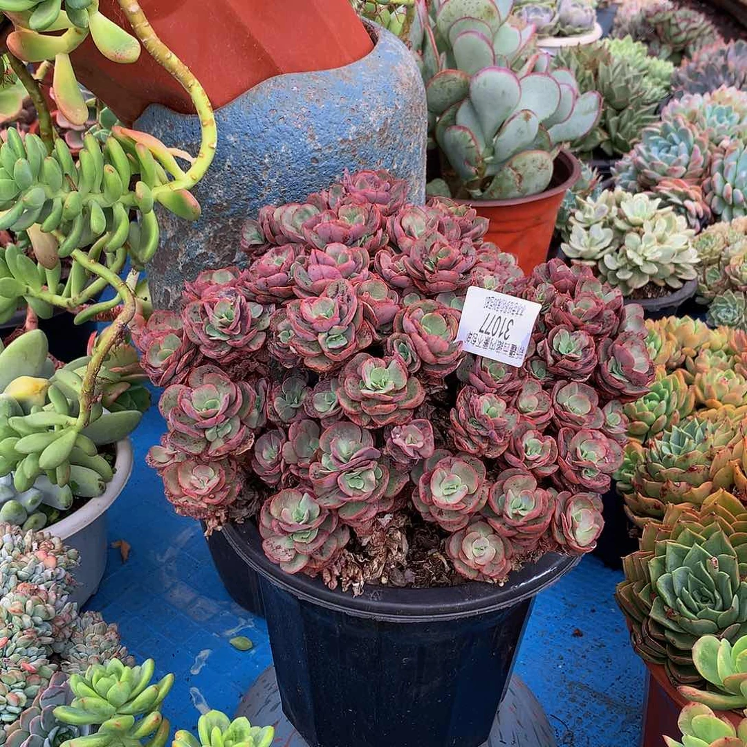 风**织      秀妍31077