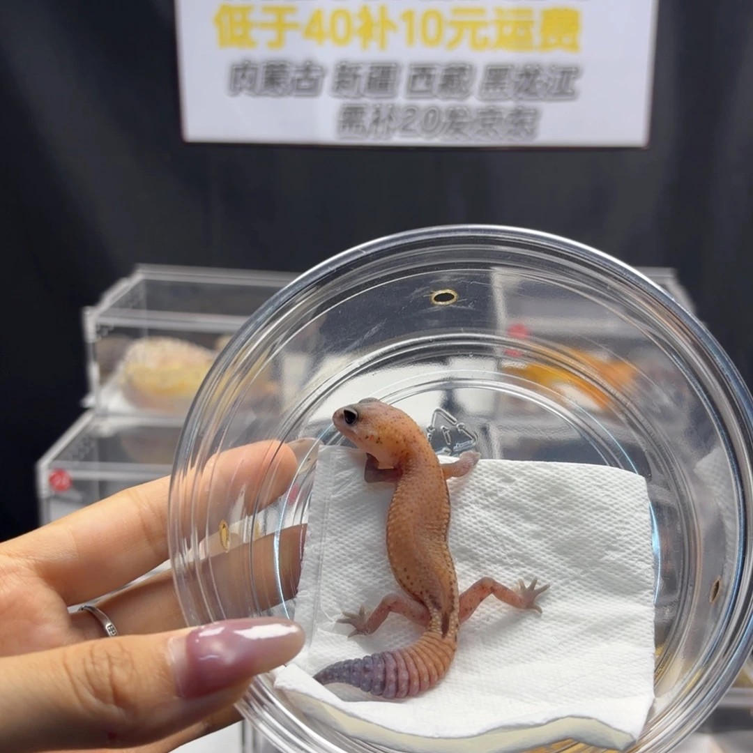肥尾守宫无纹母温