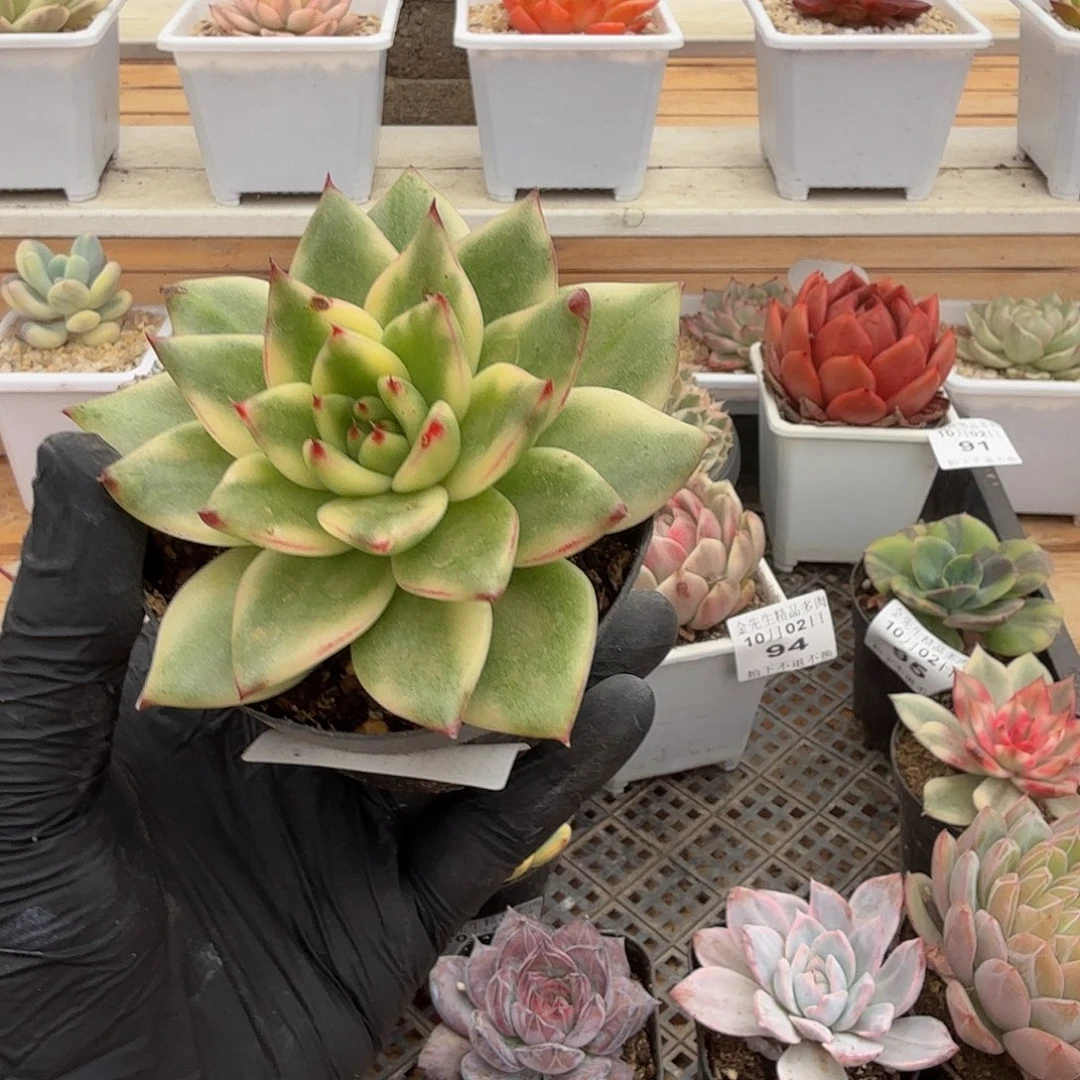 1002-98黑王子锦单头