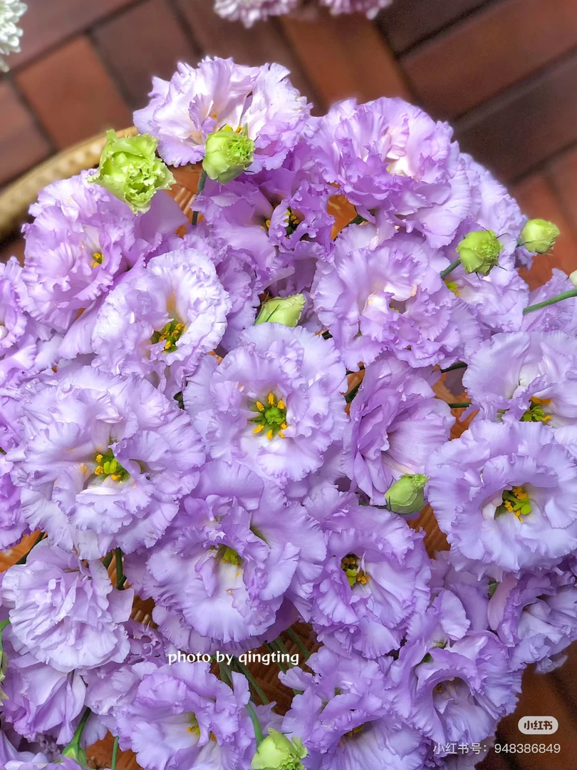 【花甜悦夏优选】俏新娘洋桔梗（百分之十不售后2个冷链3个空运）