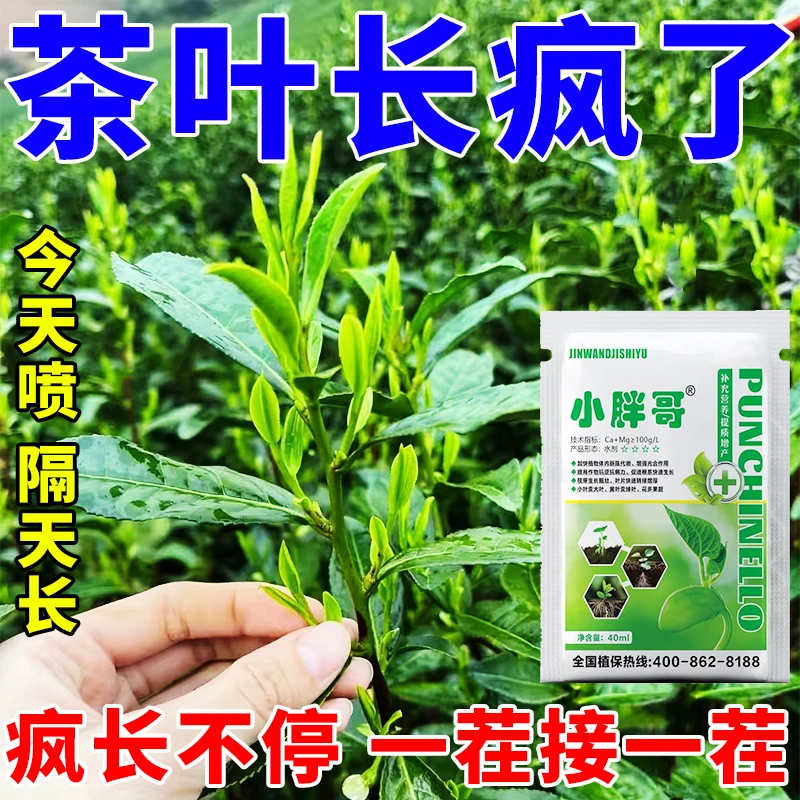 茶叶叶面肥茶叶茶树专用肥茶叶催芽剂芽长嫩绿抗寒提前出芽芽多壮
