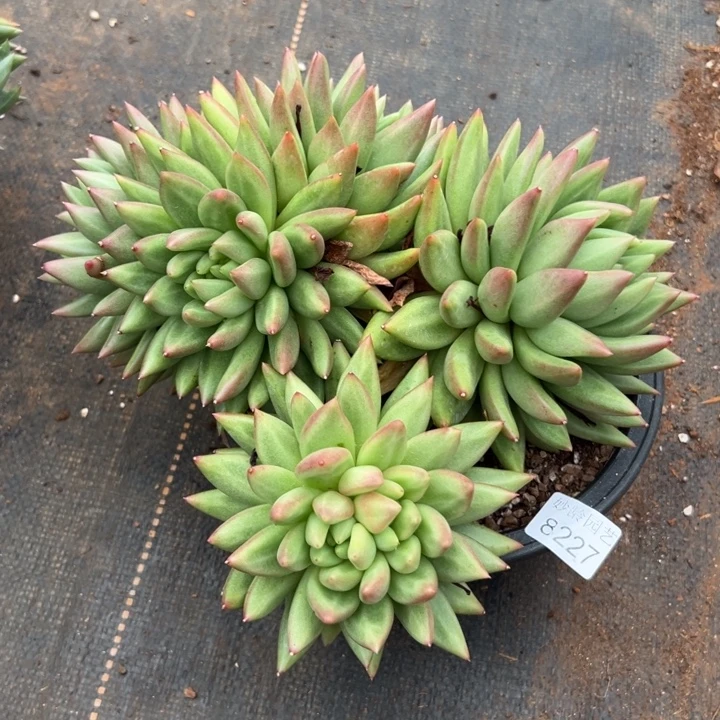 渝***.8227杂交多肉植物基地