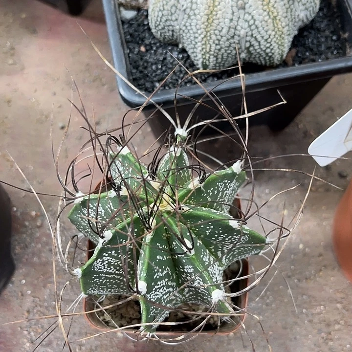 仙人球开花仙人球上
