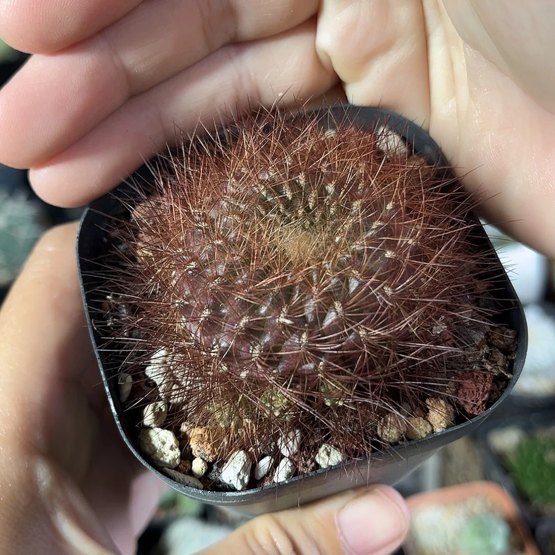 仙人球一物一拍自根4