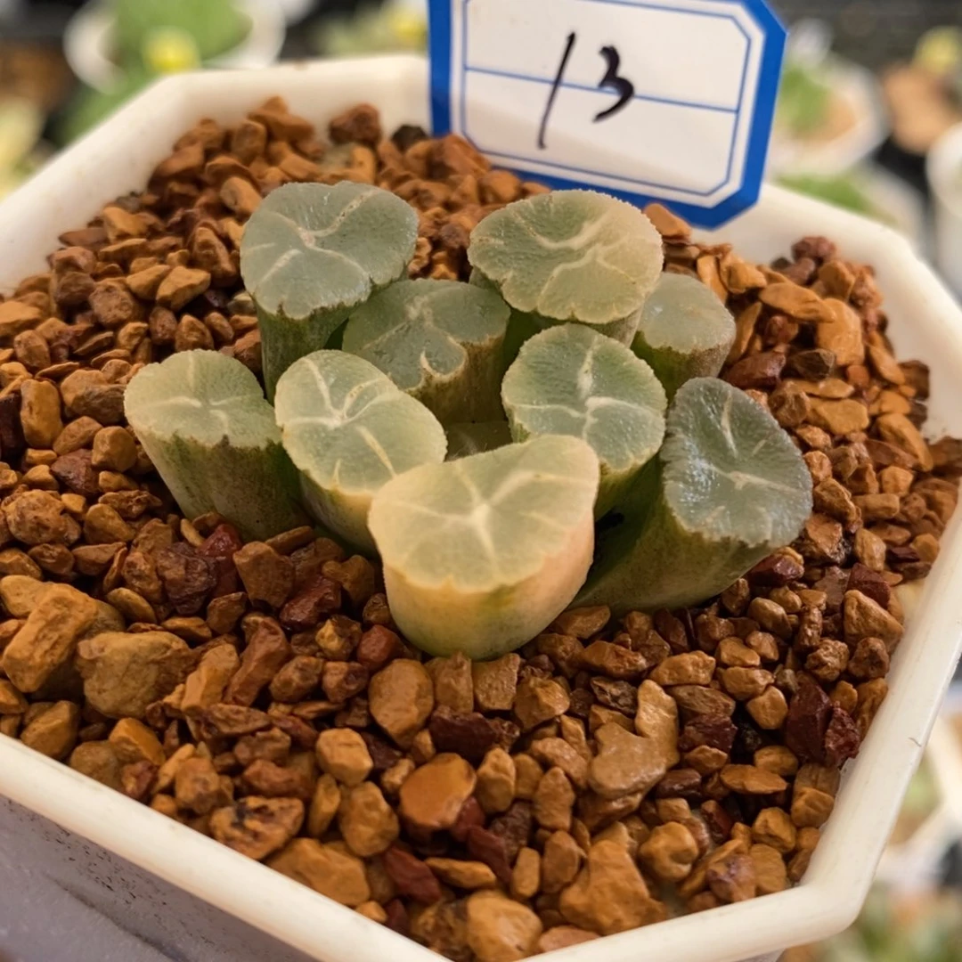 13号实生万象锦带盆发货