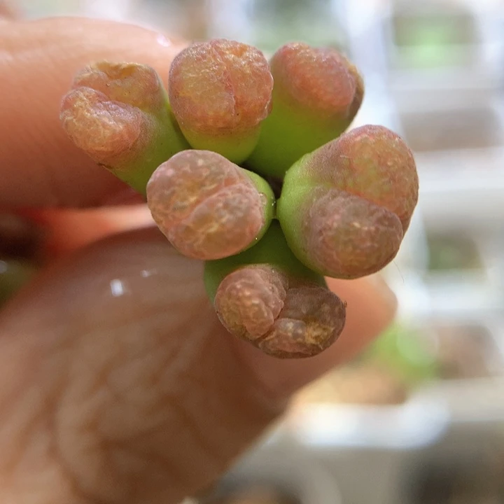 福利款 肉锥植物