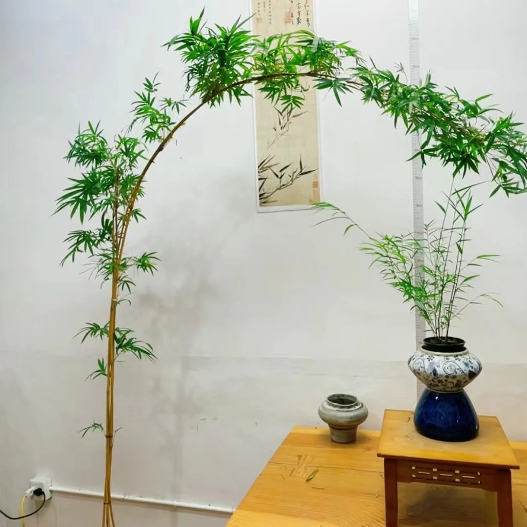 （改价链接）红观音，绿观音，内门竹，琴丝，簕竹，紫寒，红寒