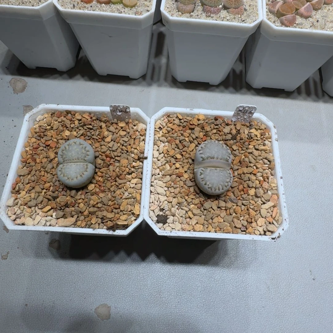 琪****?0122-21饼干1621.6