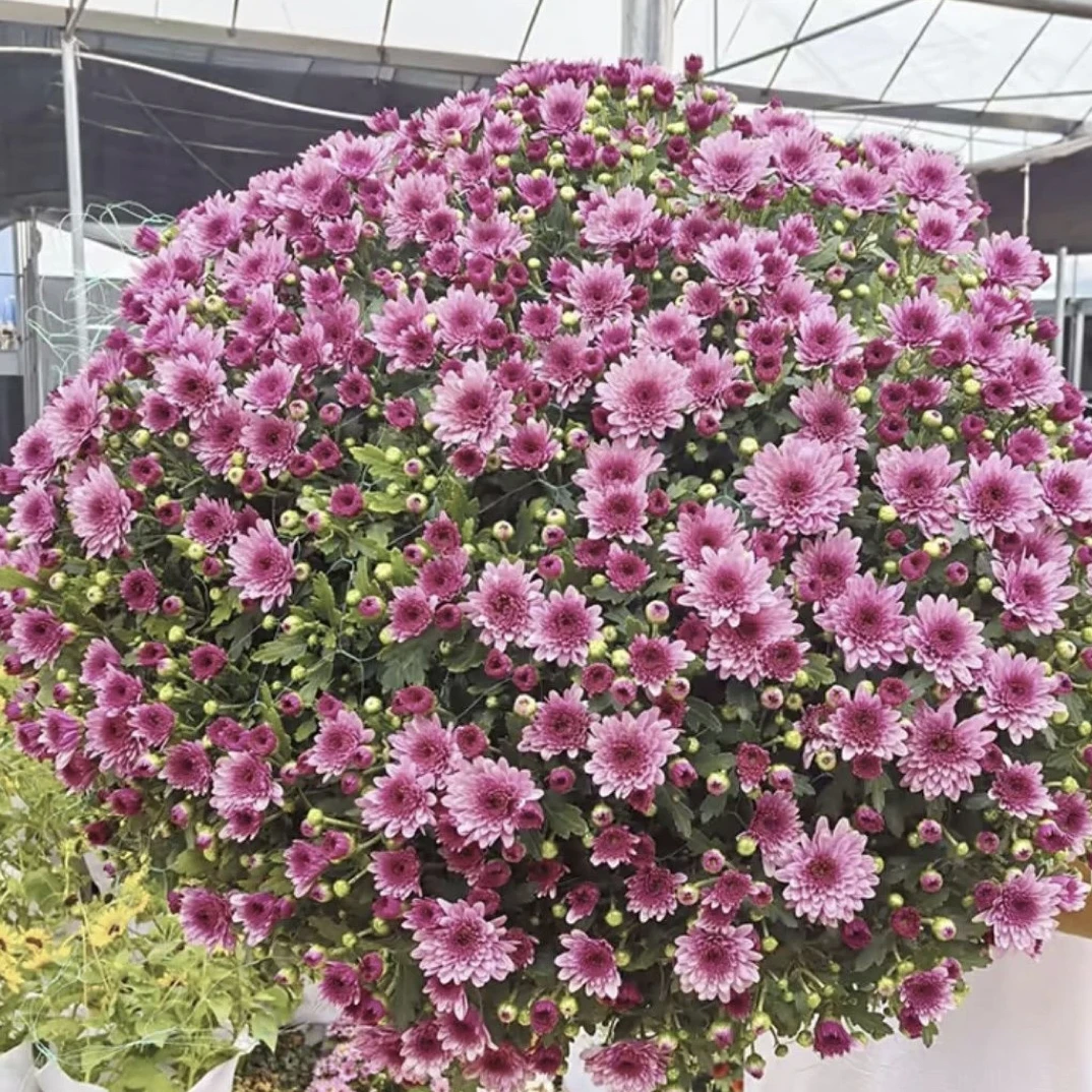 多色千头菊（拍一发二，原盆发货）