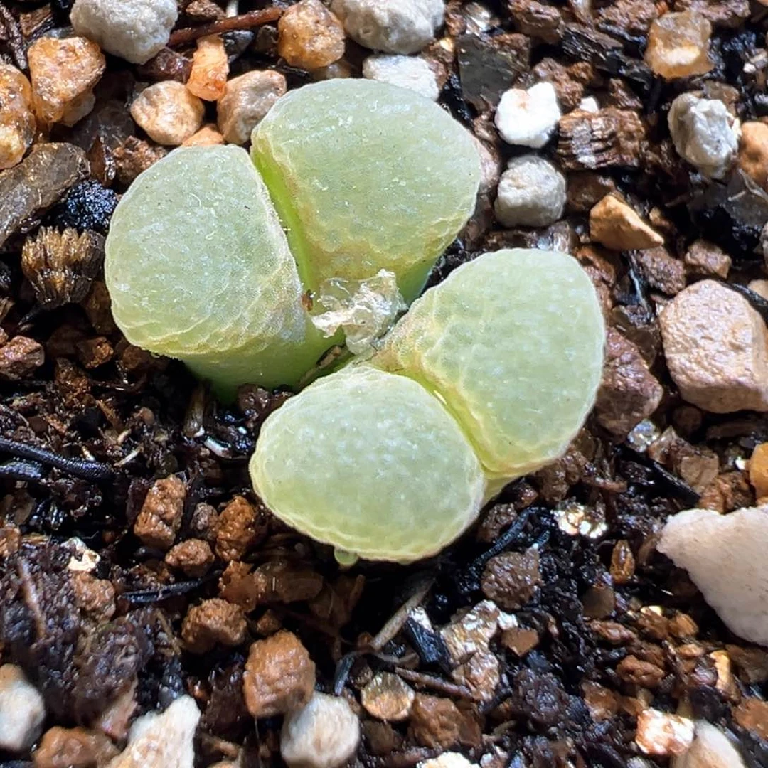 152多肉植物种类多样