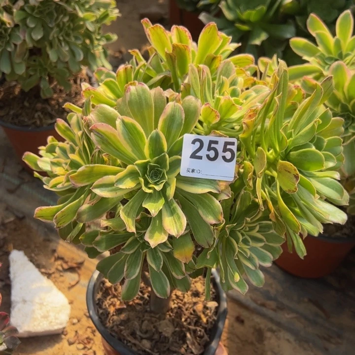 艳日伞多肉植物255