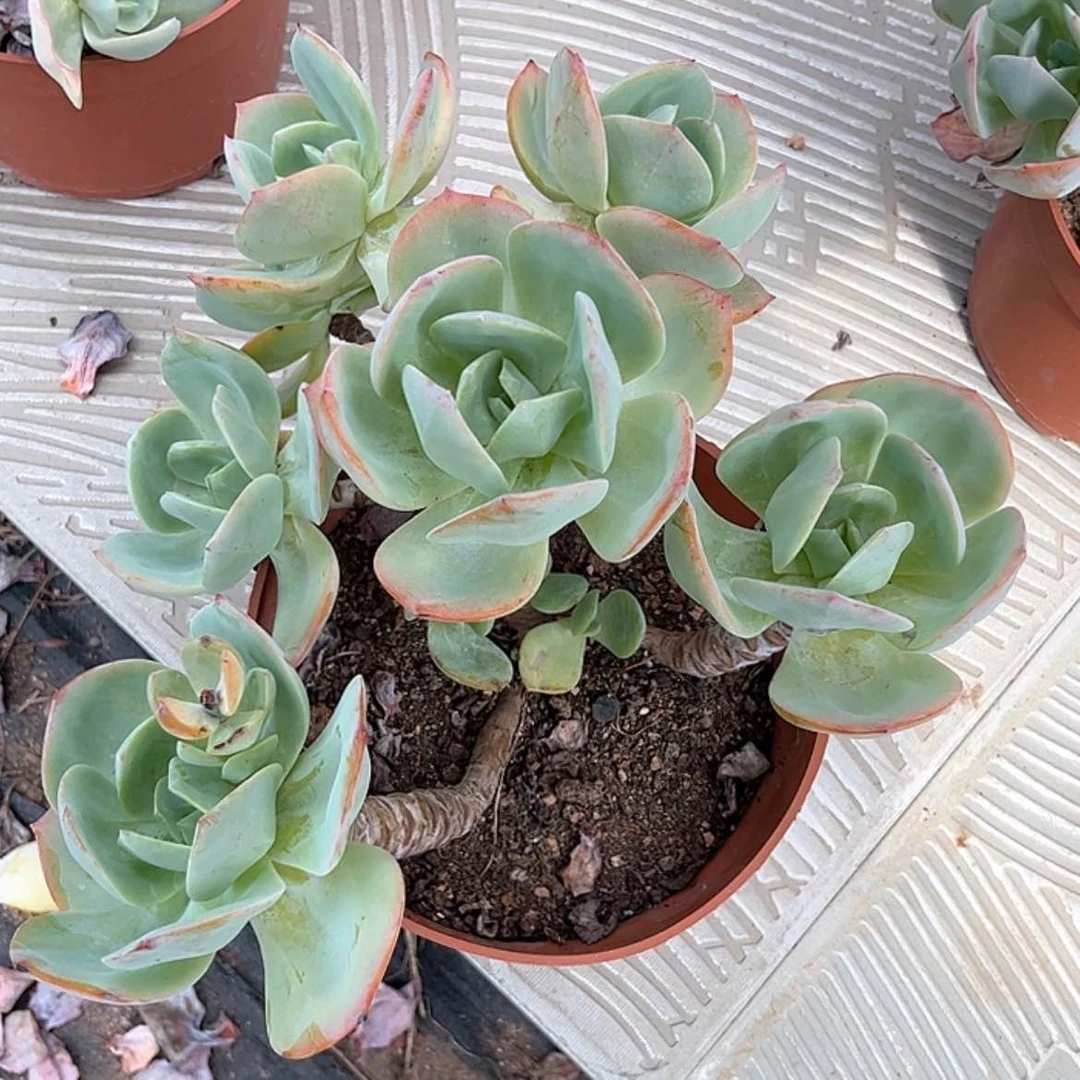 【闪购商品】无花朵花***@