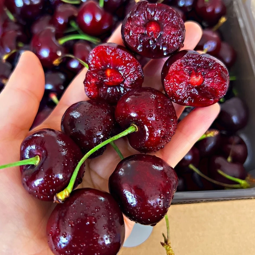 【车厘子大樱桃树苗】发货高度1.1米 南方北方种植 养死包赔