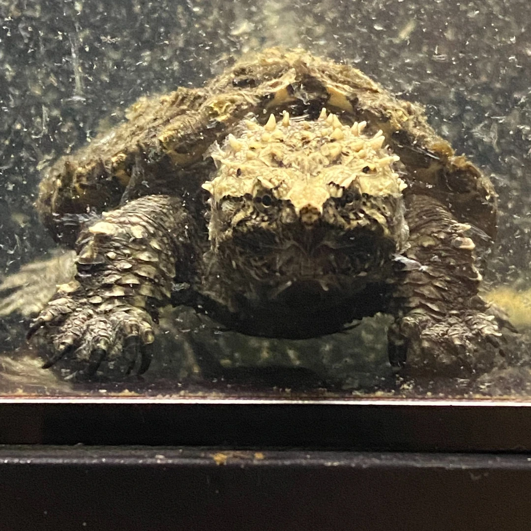 【直播选龟人工繁殖原种一代爆刺佛鳄小乌龟】