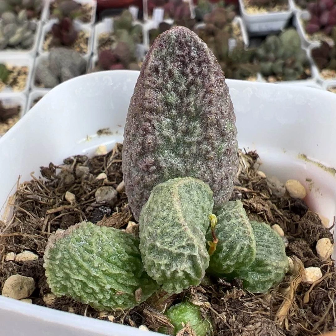 绿色系冰晶纹路款实生新品