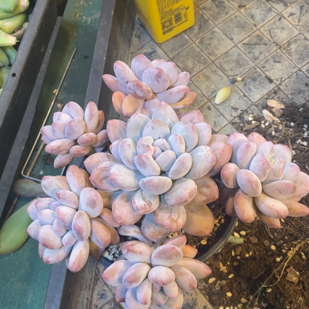 山*捧花香水，123456789