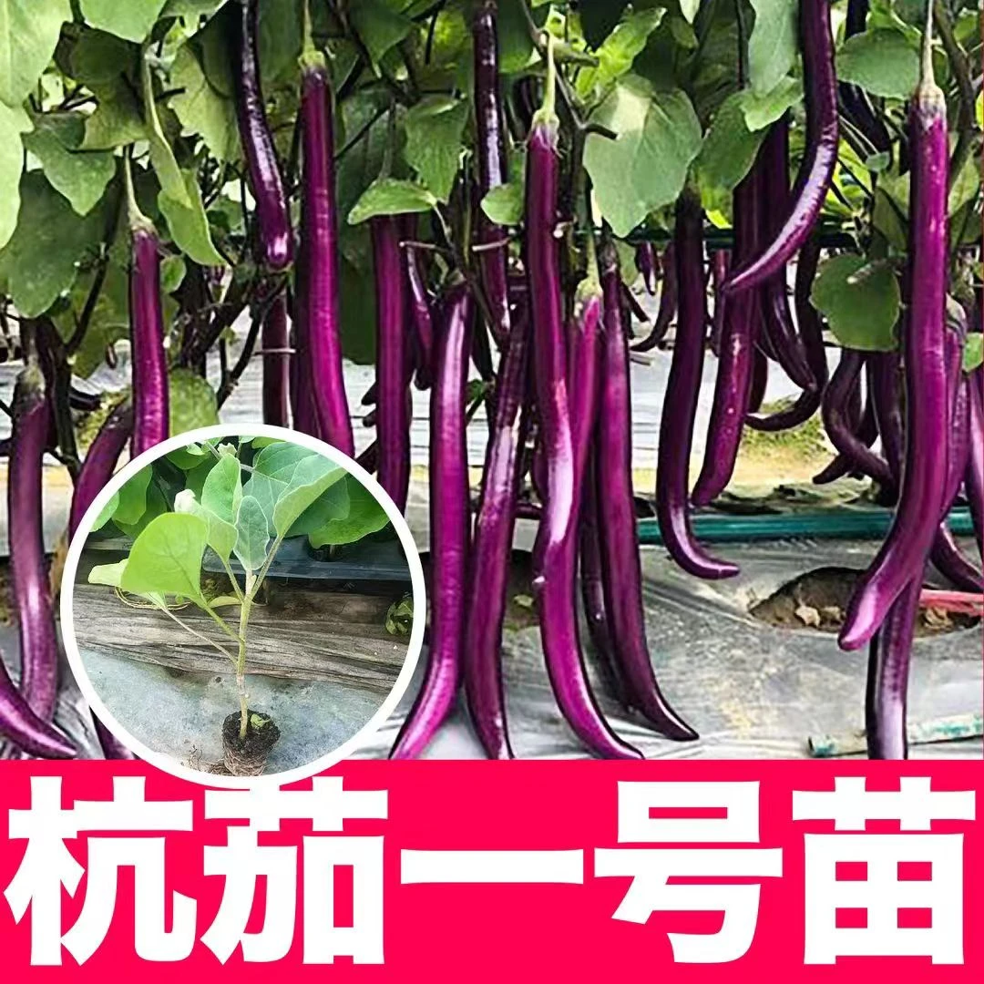 寿光杭茄一号秧苗穴盘育苗阳台庭院种植苗场直发