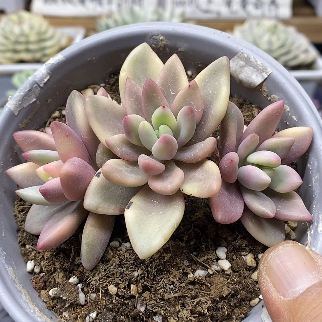 2351 桃花源覆轮锦 4 头自然群