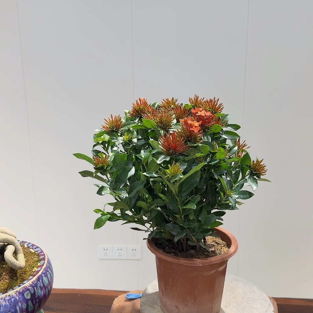 琼***珶全部花朵海岛小叶龙船花（红色/基地盆）