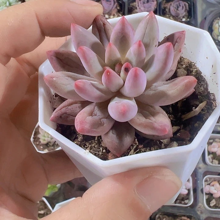 虞美人精品多肉植物大战