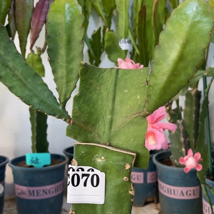 当前无花栽培后可以开花70