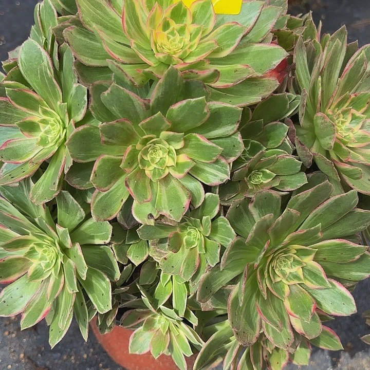 玉***多肉植物福利389个