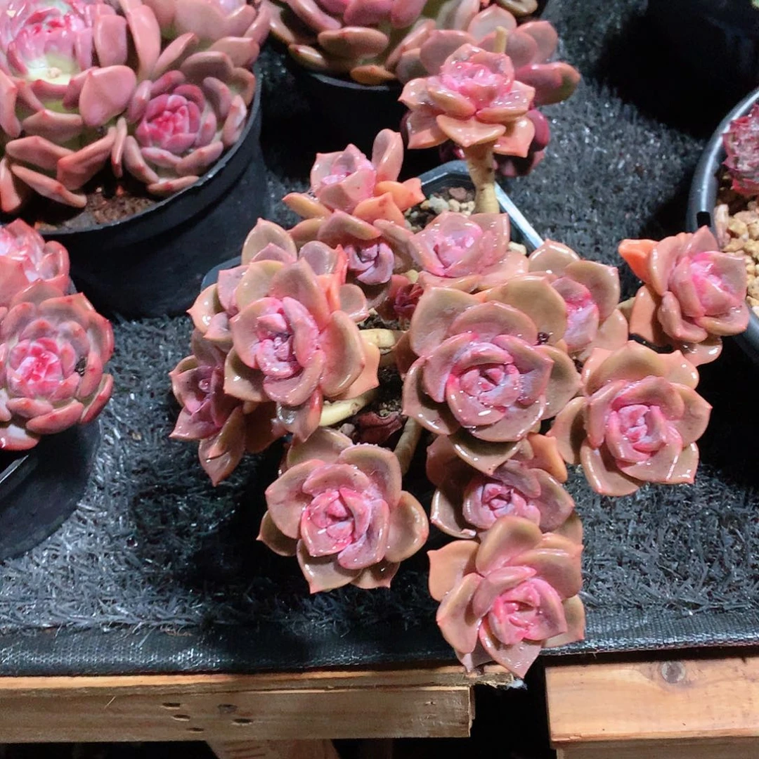 多肉植物彩虹糖35