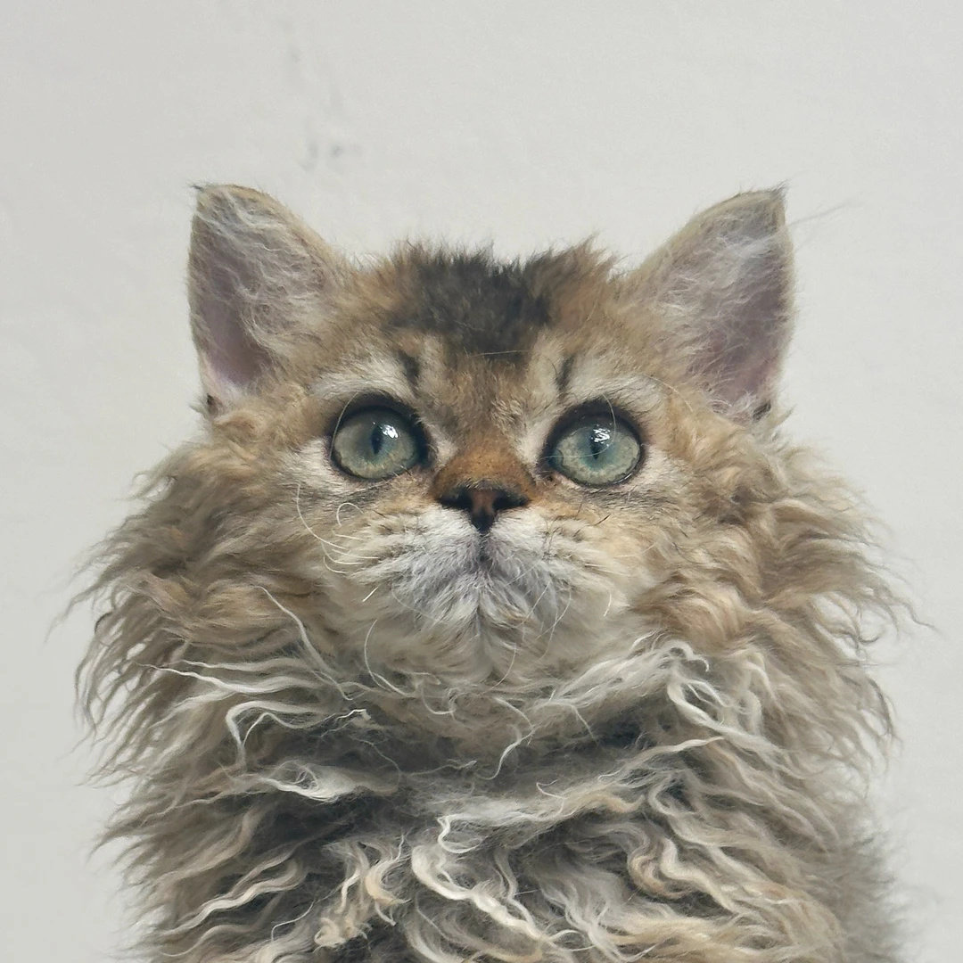 来了姊妹-金虎斑赛凯猫-妹妹-06