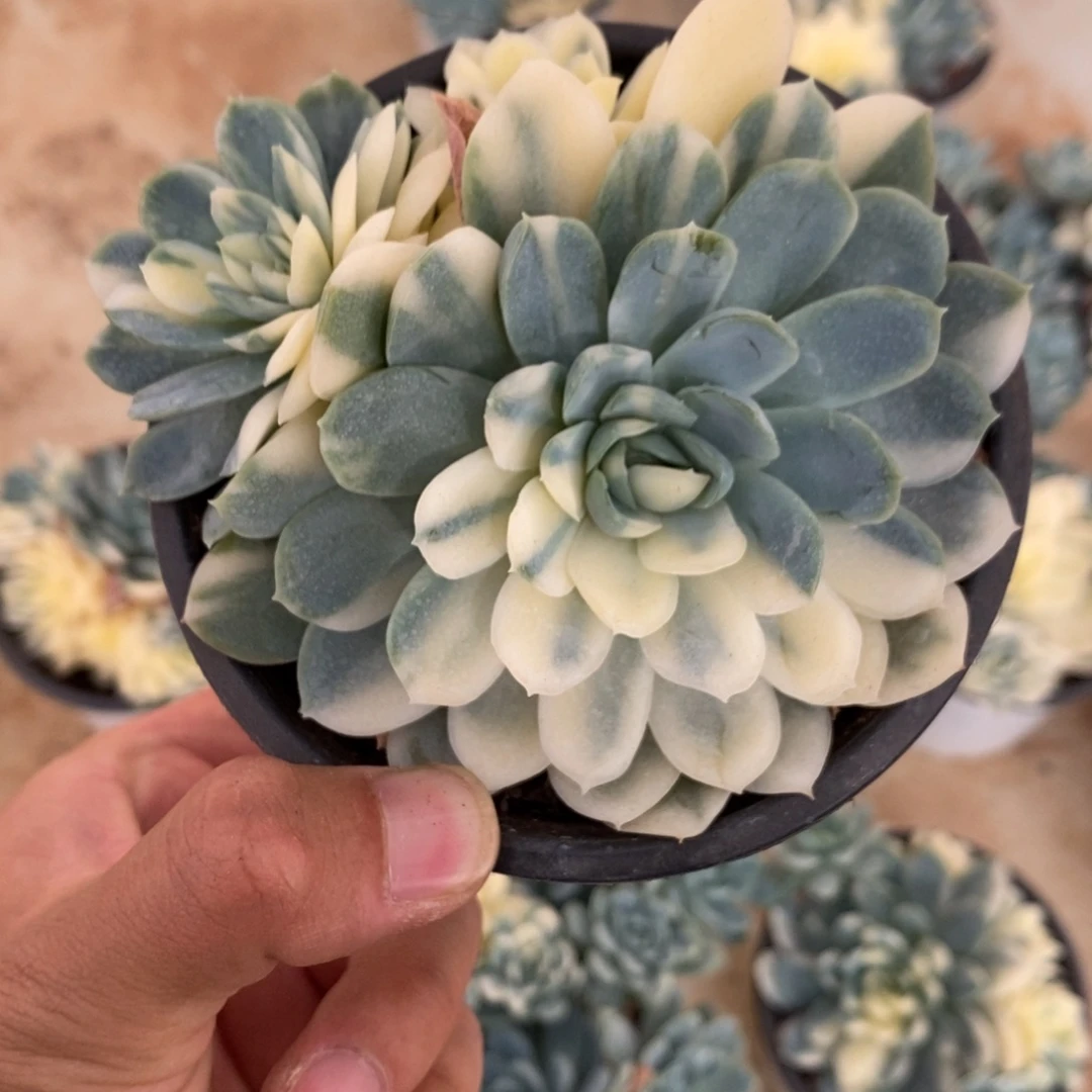 冰梅锦多肉植物8674