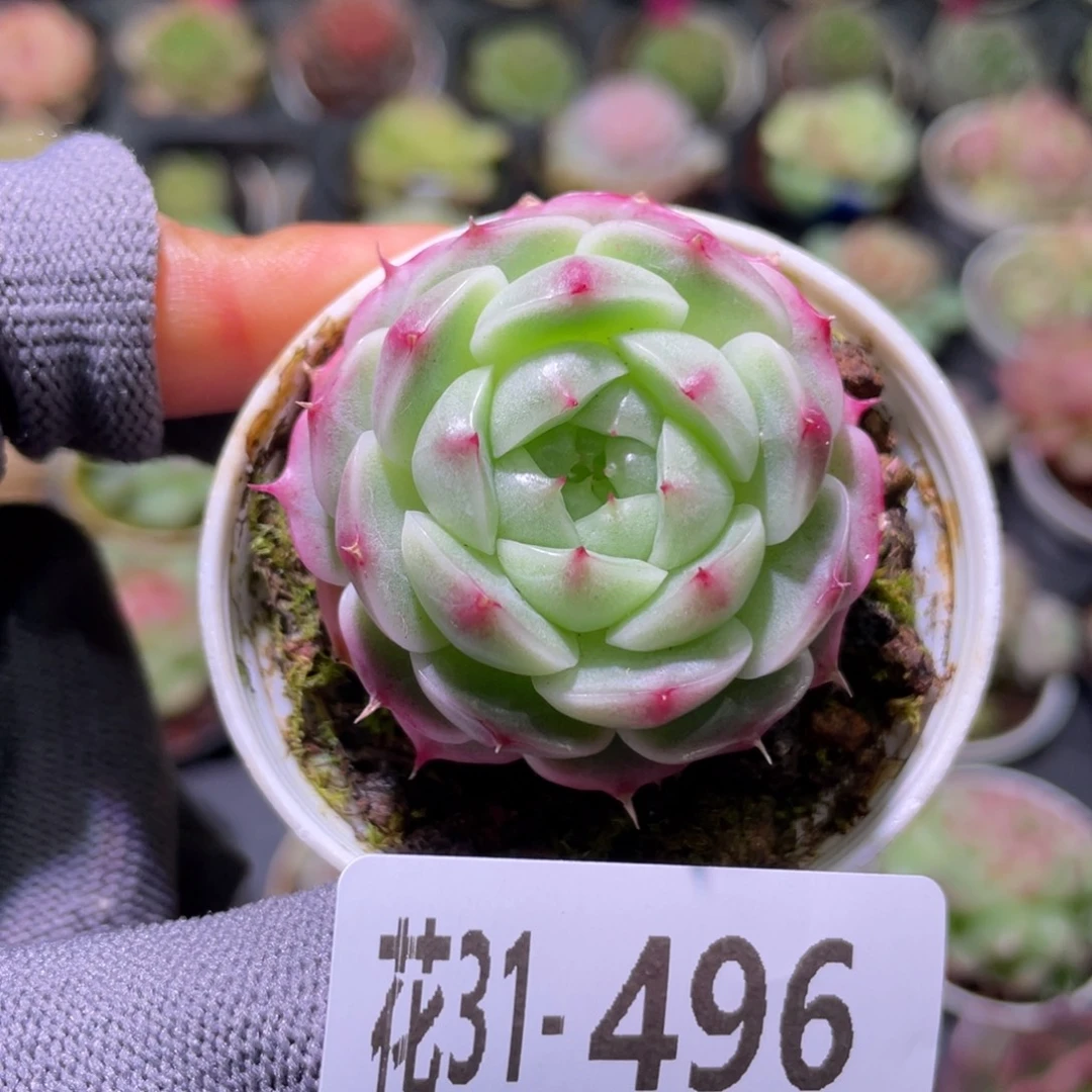 花利美31-496翠颜