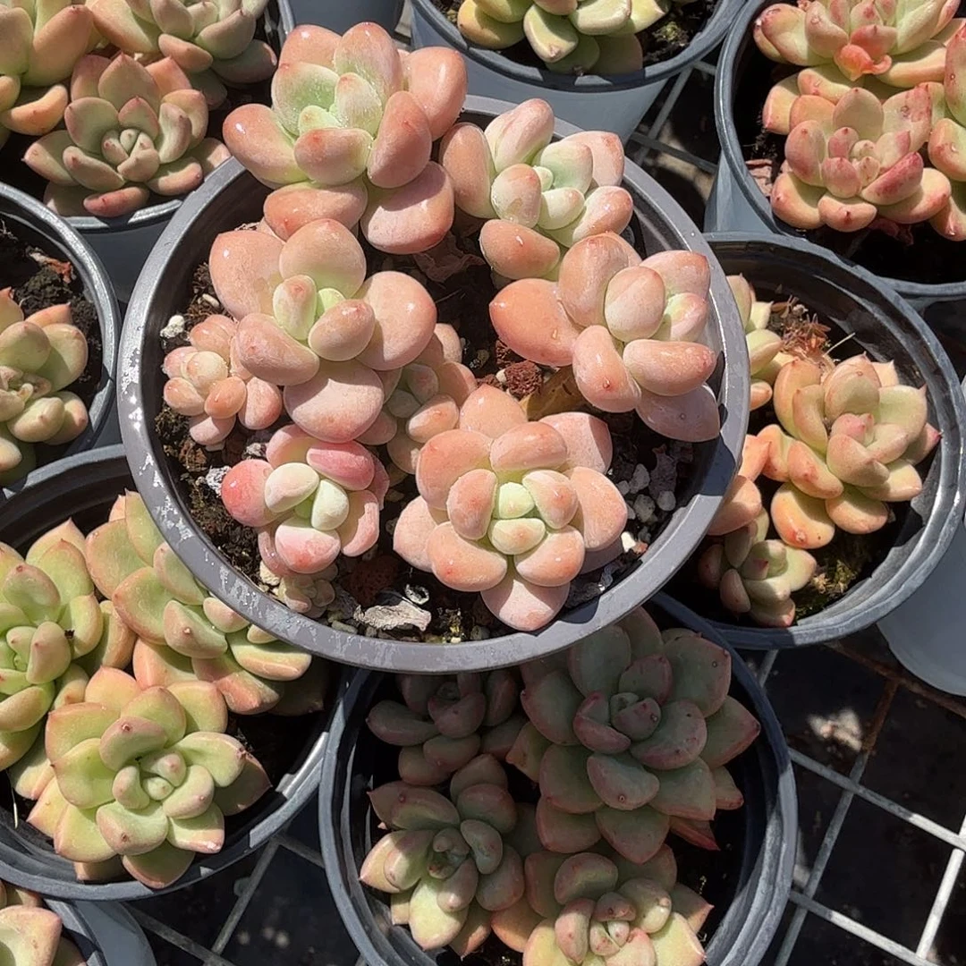 洛神多头多肉植物
