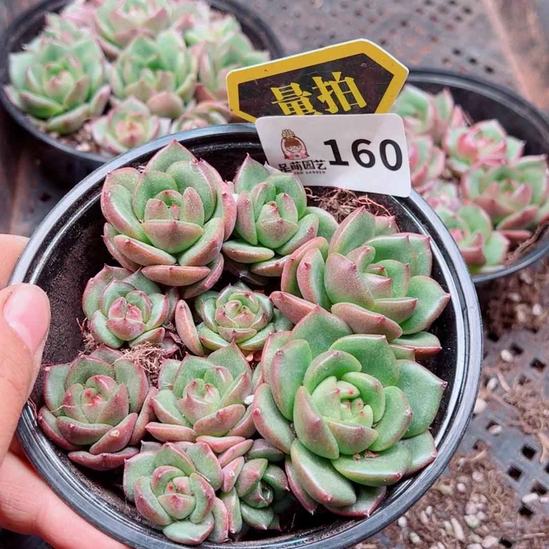 多肉植物多肉植物