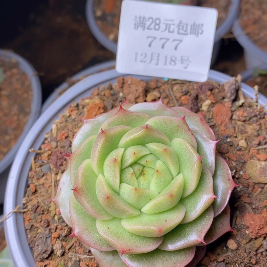 把自己照顾好777