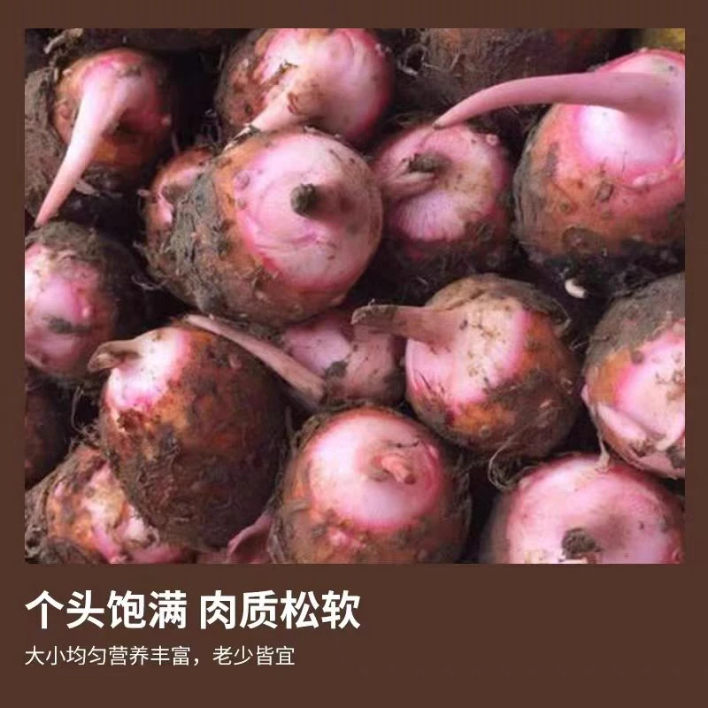 红芽芋小芋头新鲜红芽毛芋头当季芋艿香芋软糯丝滑当季蔬菜
