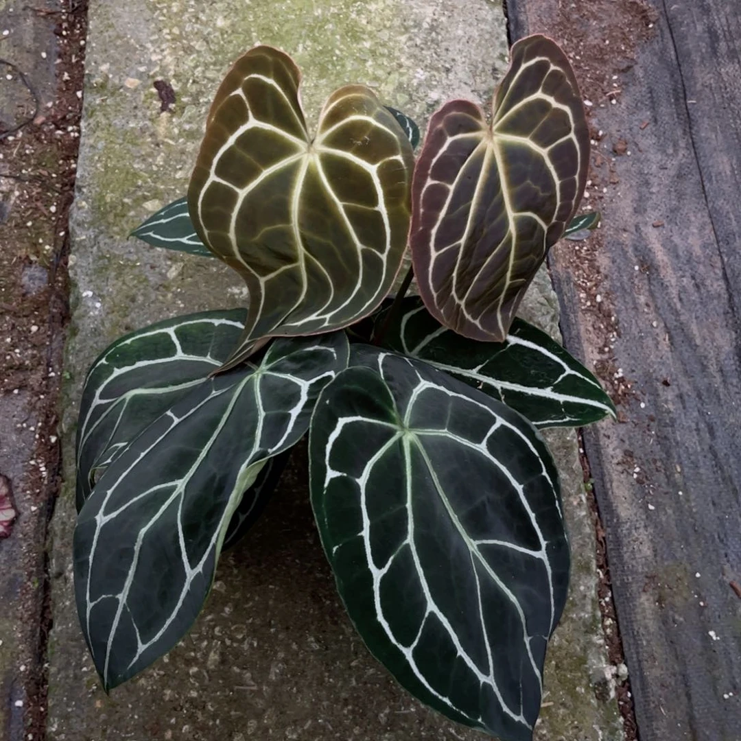 完全开放哥伦比亚黑水晶