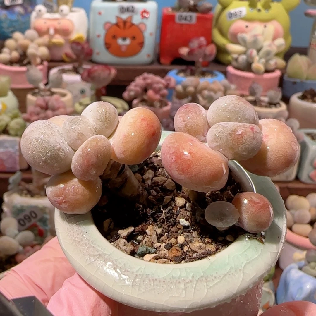 T蛋黄奶盆口3.5cm