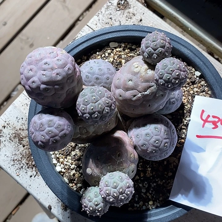 4343。 超福利习志野一颗。带盆土。